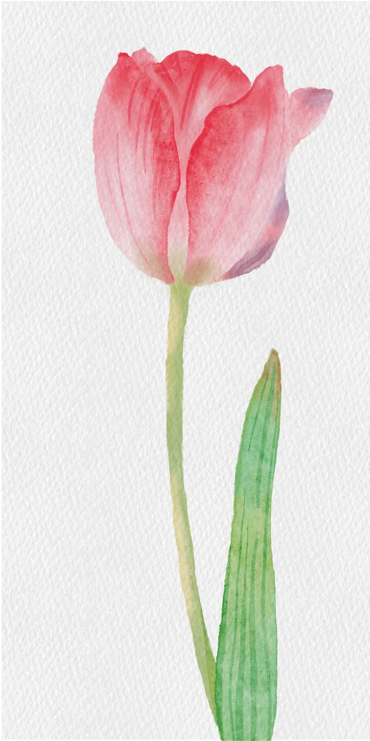 Pink Tulips Drawing Aesthetic, Watercolor Paintings Of Tulips, Watercolor Tulip Bouquet, Watercolor Tulips Watercolour, Watercolor Art Tulips, Tulip Easy Painting, Water Colour Tulip, Tulips In Watercolor, Tulip Watercolor Painting Easy