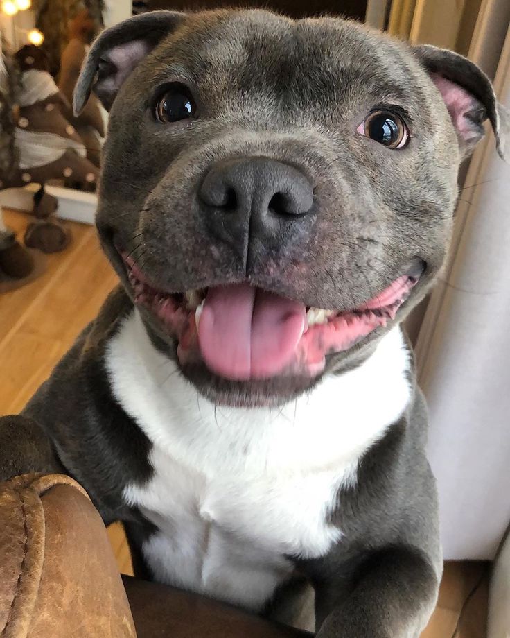 a close up of a dog sitting on a couch with its tongue out and it's mouth open