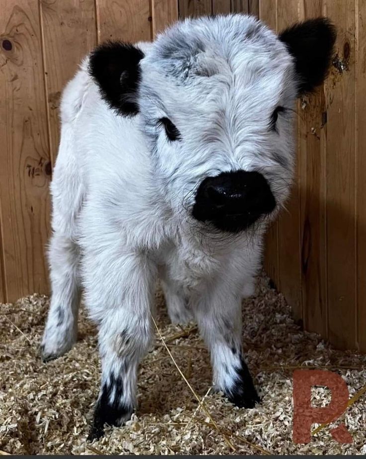 a white and black baby cow standing on top of some hay in front of a wooden fence