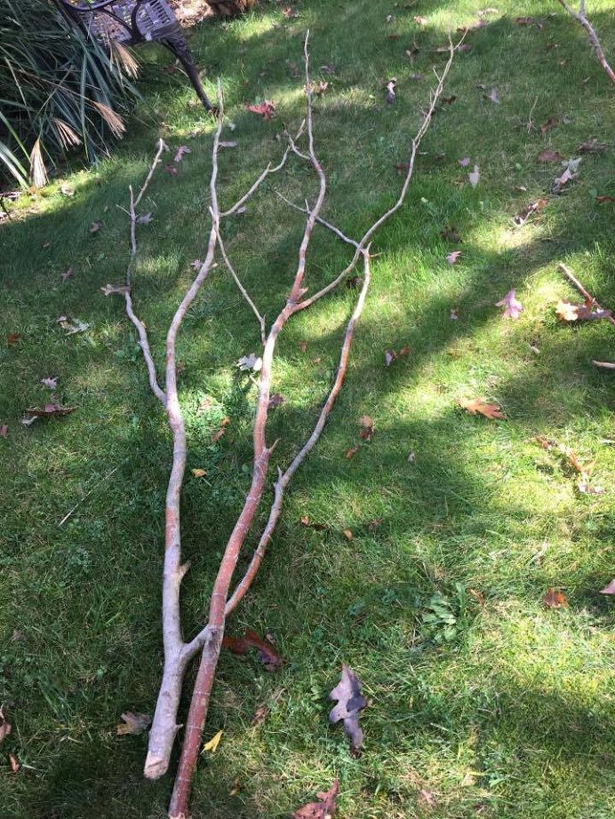 a tree that has been bent over in the grass with some branches still attached to it