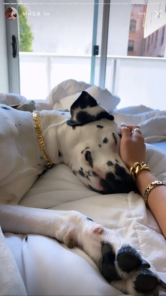 a black and white dog laying on top of a bed next to a person wearing gold bracelets