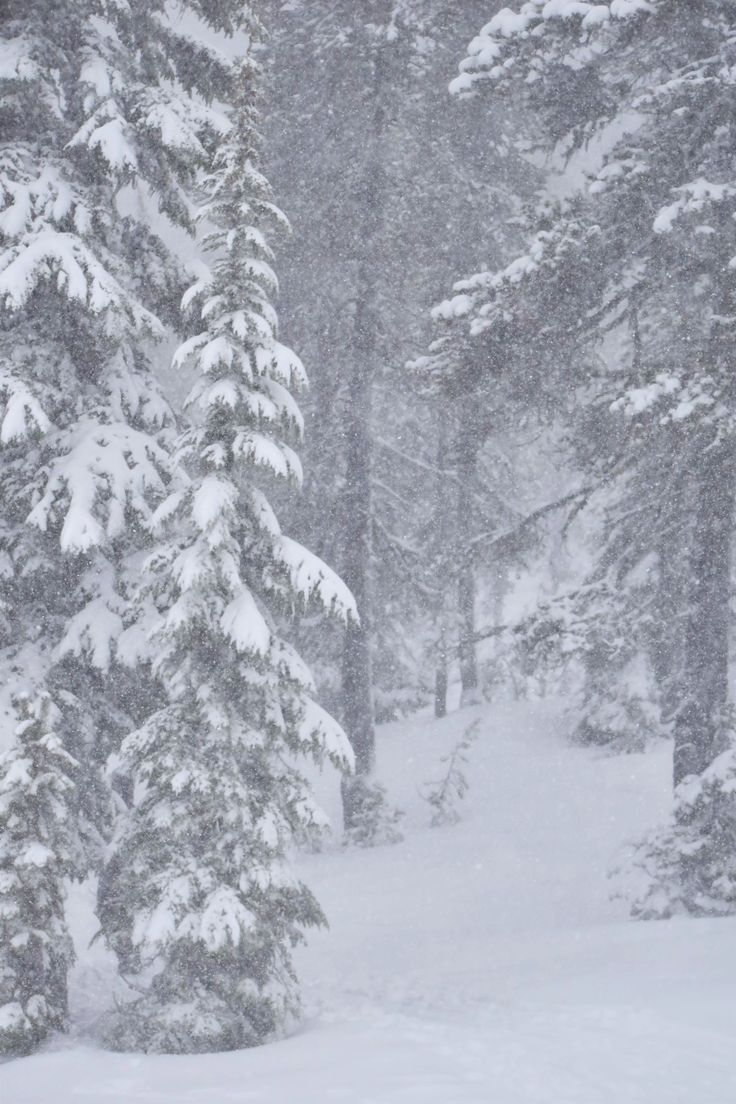 a person on skis in the snow near trees