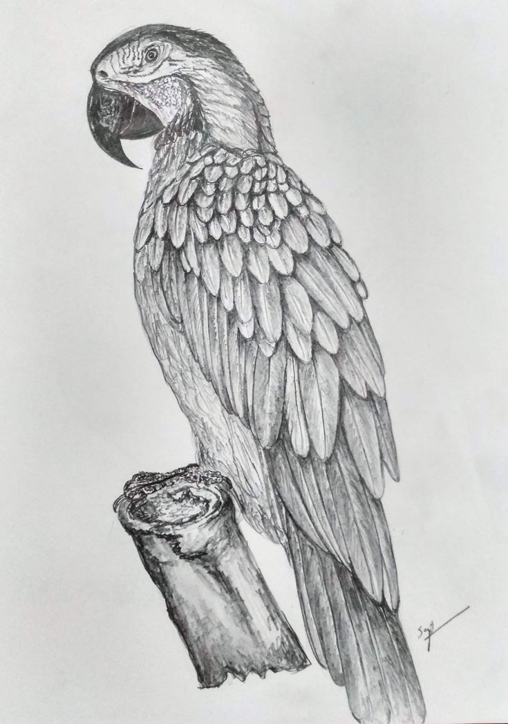 a drawing of a bird sitting on top of a tree branch