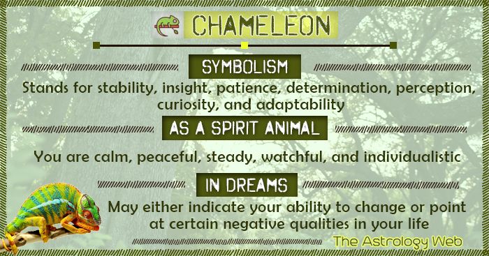 a chamelon sitting on top of a tree next to a green sign that says,