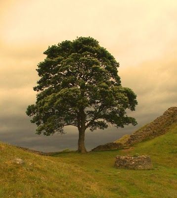 a lone tree sitting on top of a lush green hillside next to a stone wall