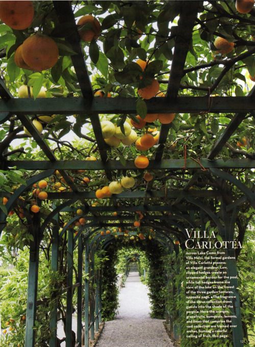 an orange tree with lots of fruit hanging from it's branches in a garden