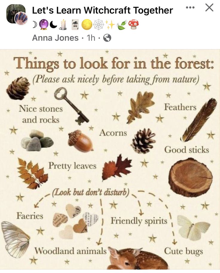 a poster with different things to look for in the forest, including leaves and acorns