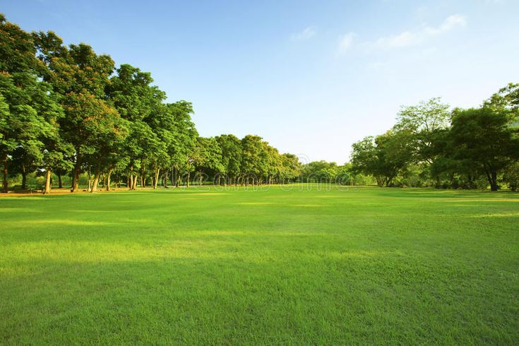 an open field with trees in the background