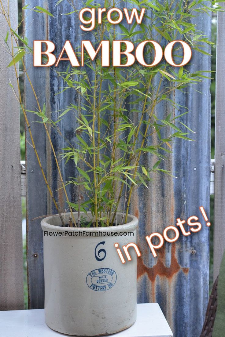 a potted bamboo plant with the words grow bamboo in it's bottom corner