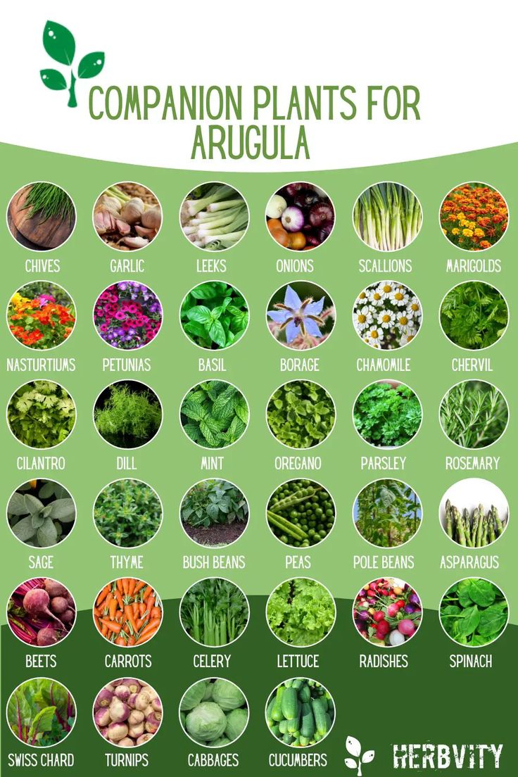 a poster with many different types of plants and their names in english, spanish, and french