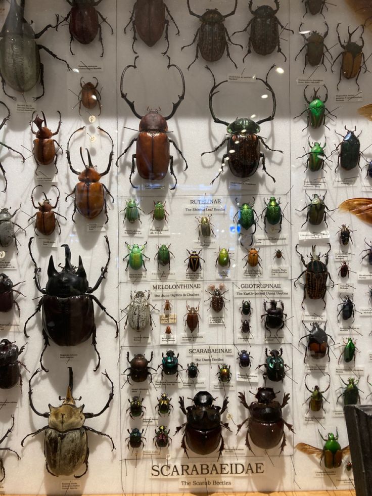 a display case filled with lots of different types of bugs on it's sides