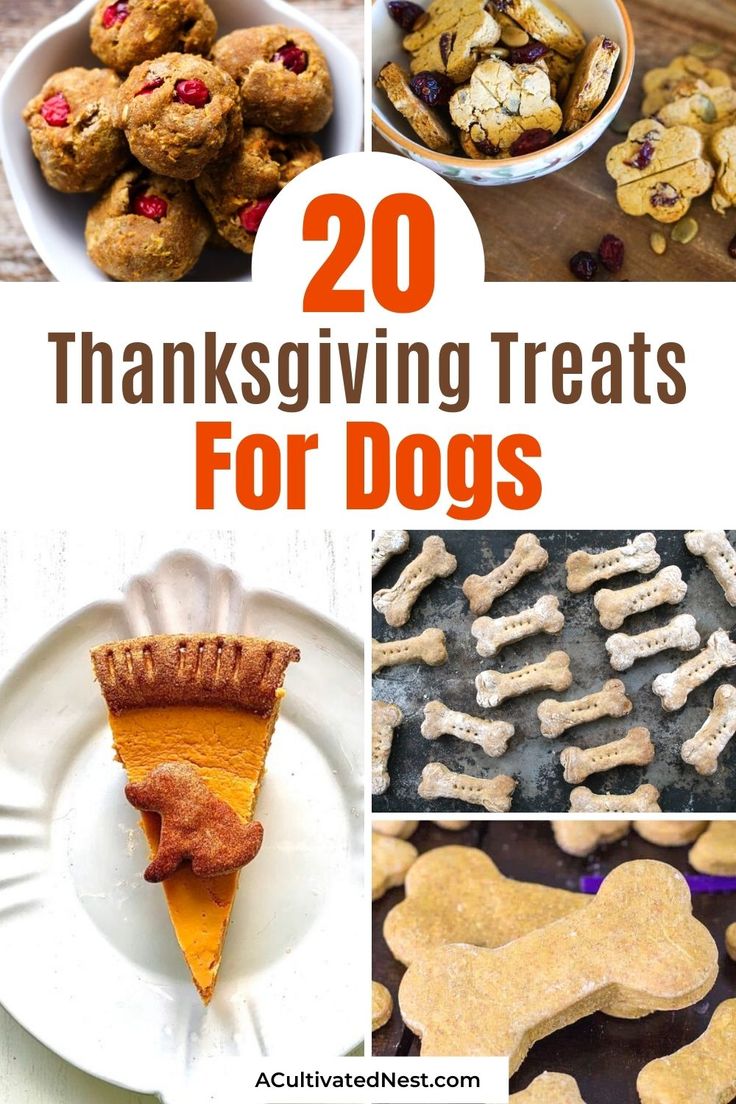 20 thanksgiving treats for dogs that are delicious and easy to make with the help of homemade dog treats