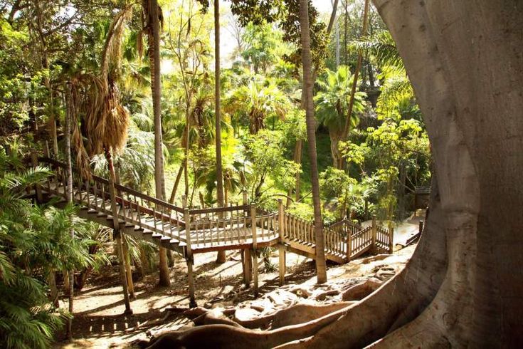 a wooden bench sitting in the middle of a forest filled with lots of trees and plants