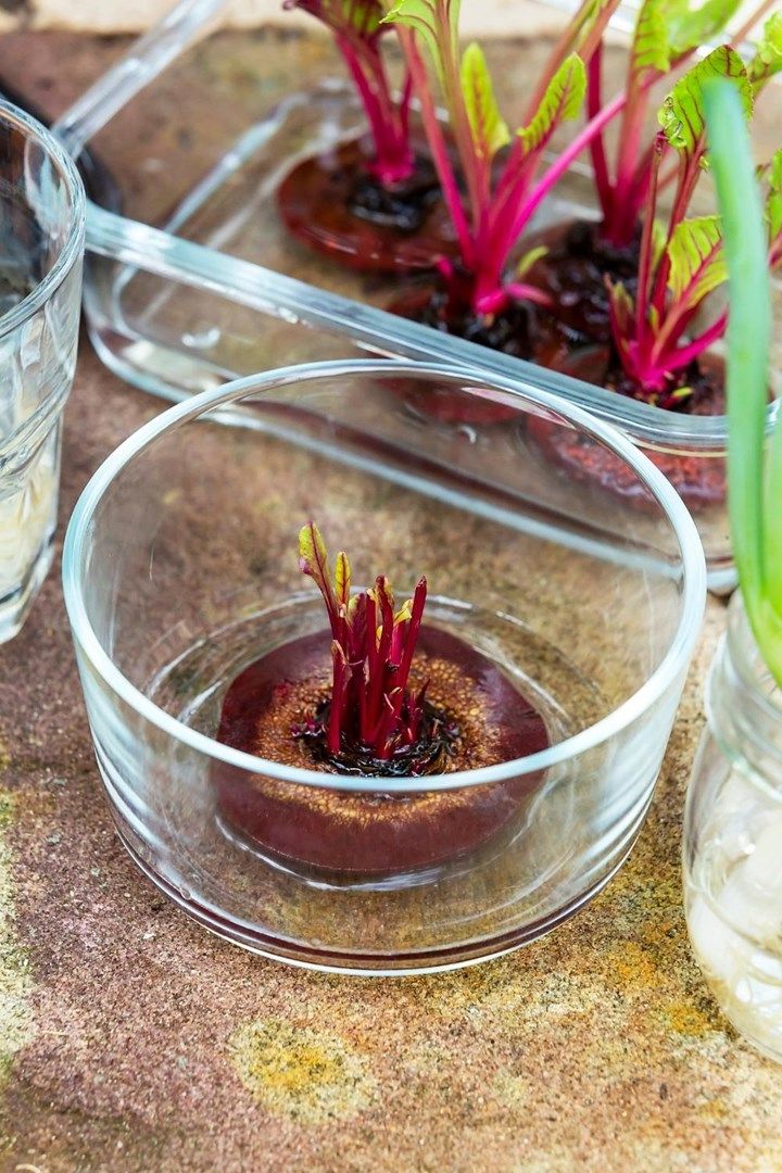 three clear bowls with plants in them on a table