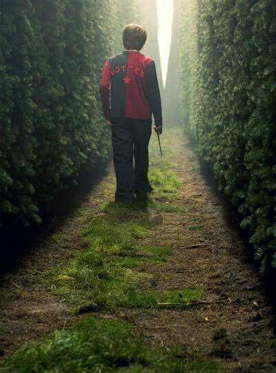 a man walking down a path between two rows of trees in the middle of a forest