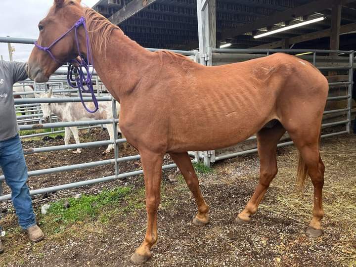 a man standing next to a brown horse