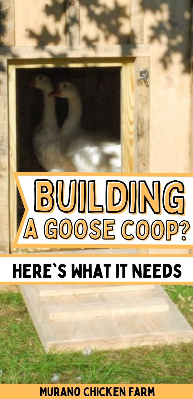 a goose in a coop with the words building a goose coop here's what it needs