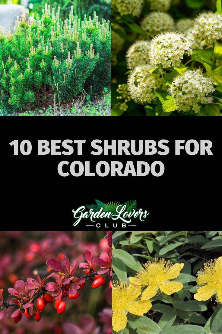 the top 10 best shrubs for colorado