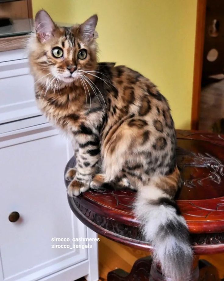 a cat sitting on top of a wooden table next to a white dresser and drawers