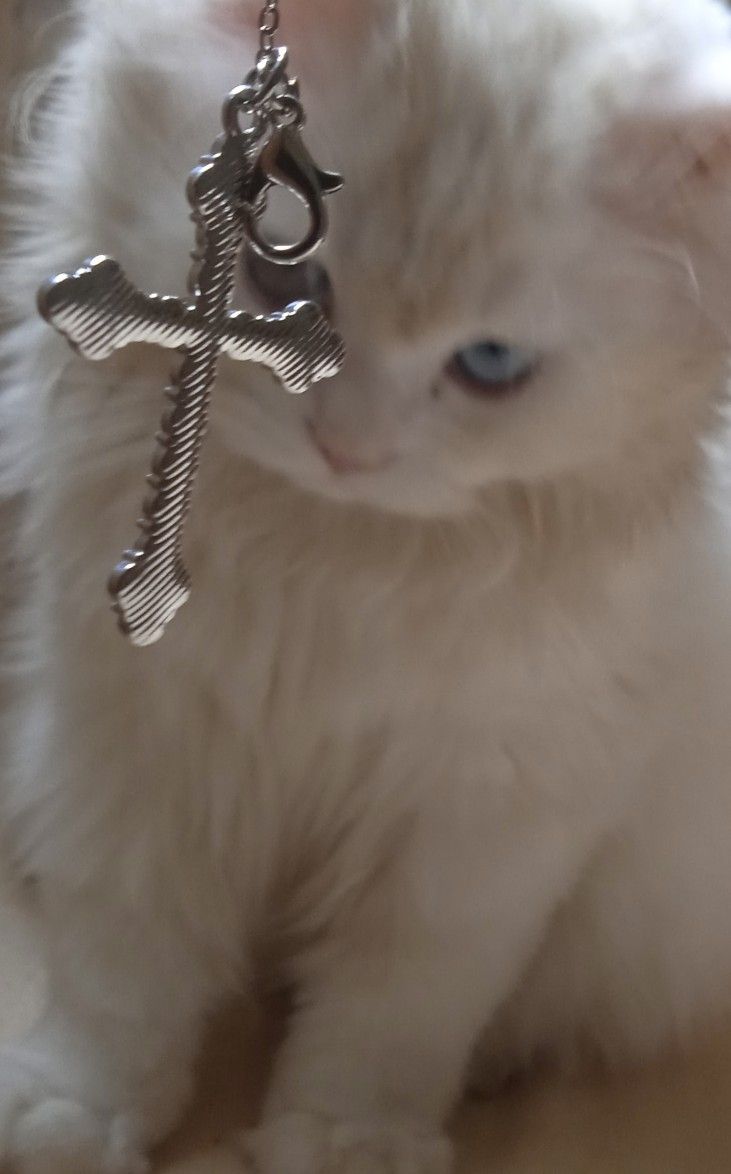 a white cat with a silver cross on it's neck