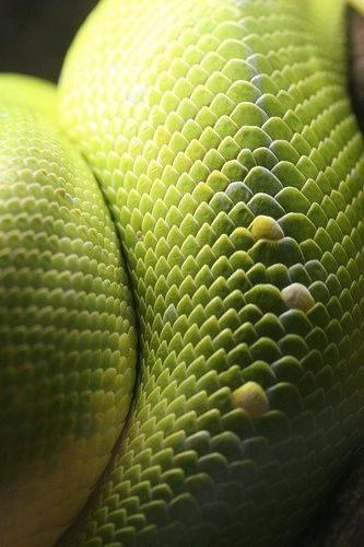 closeup of green snakes skin on fruit in the sunlight with shallow focus to the center