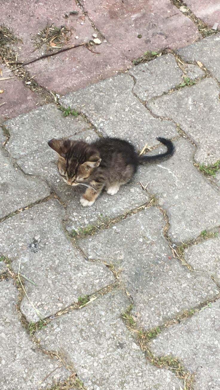 a small kitten sitting on top of a sidewalk