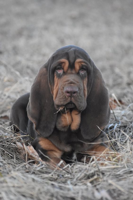 a brown and black dog laying on top of dry grass