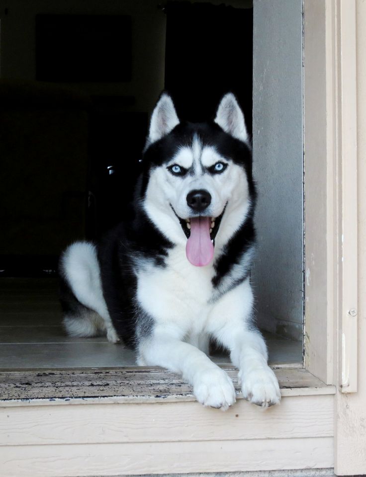 a black and white husky dog laying on the floor in front of a door with its tongue hanging out