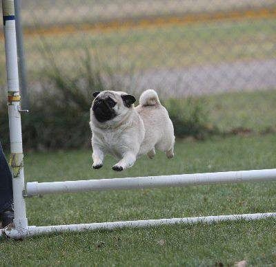 a pug dog jumping into the air to catch a frisbee