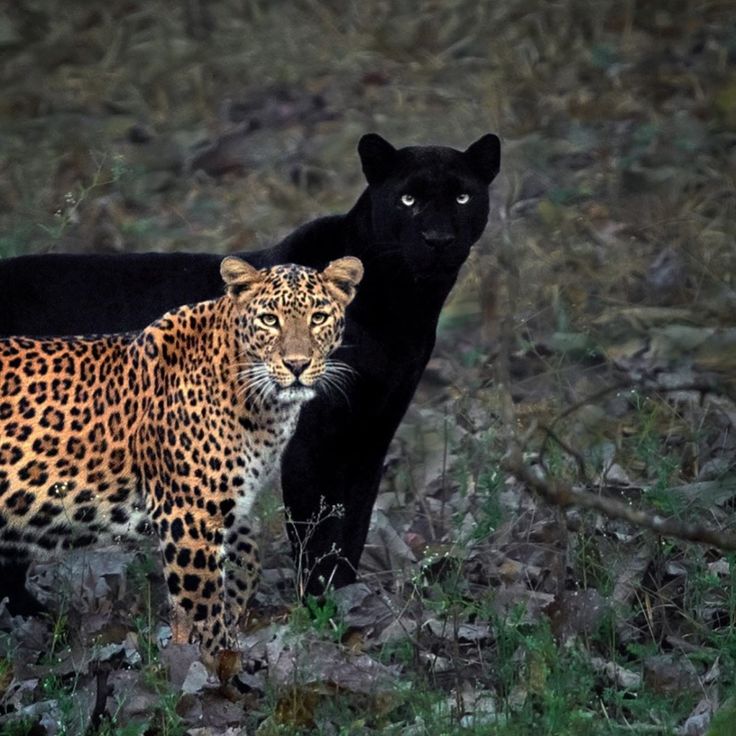 two leopards standing next to each other in the grass