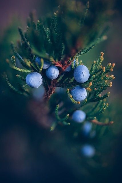 some blue berries are growing on a tree