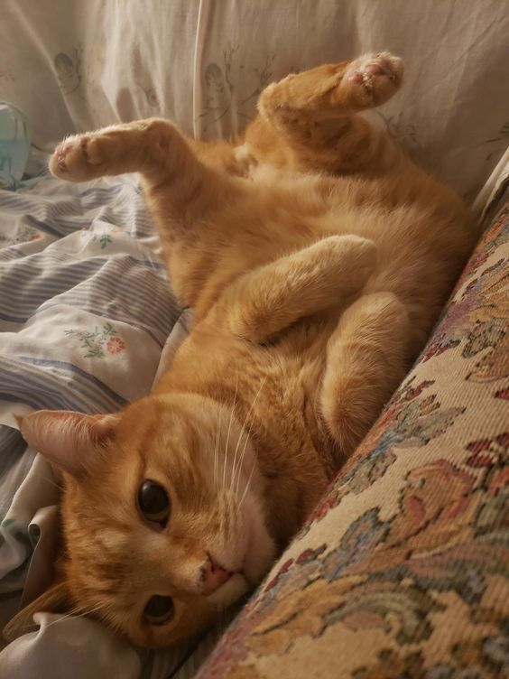 an orange cat laying on its back on a couch