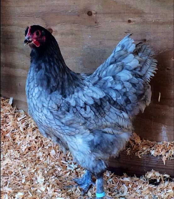 a gray chicken standing on top of wood shavings