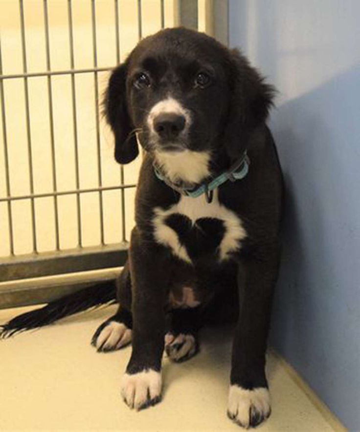 a black and white dog sitting in front of a cage