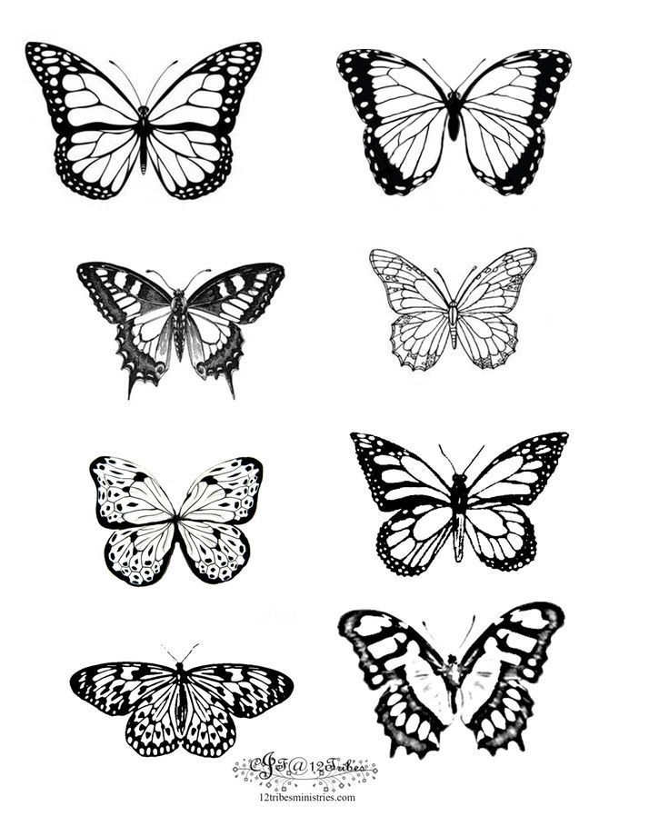 butterflies are shown in black and white, with one butterfly on the left side of the image