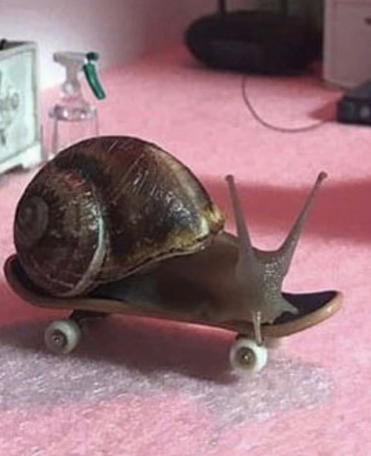 a snail is sitting on top of a skateboard in a room with pink carpet