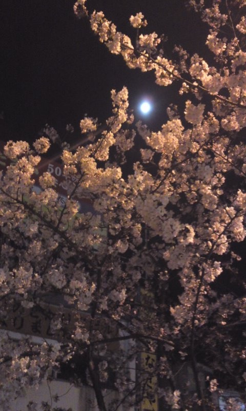 the full moon shines brightly in the night sky above cherry blossom trees and buildings