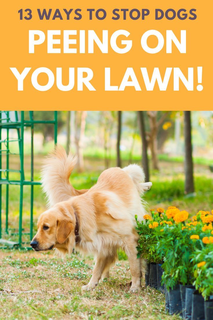 a dog standing in the grass next to potted plants with text overlay that reads 13 ways to stop dogs peeing on your lawn