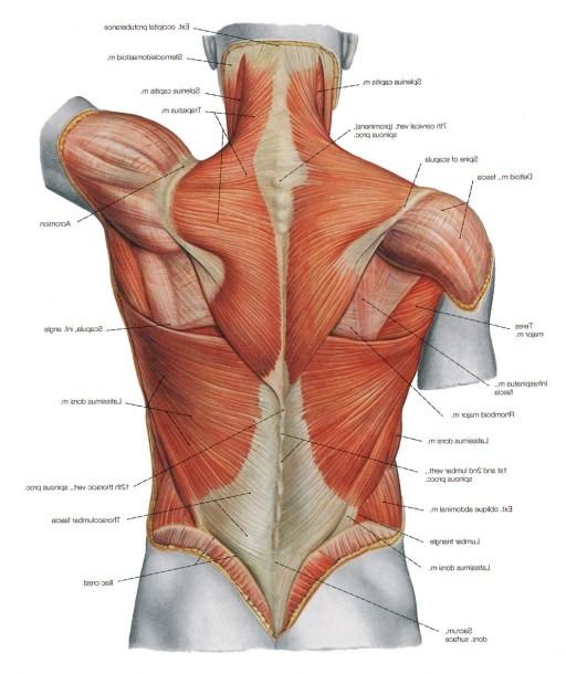 an image of the back muscles