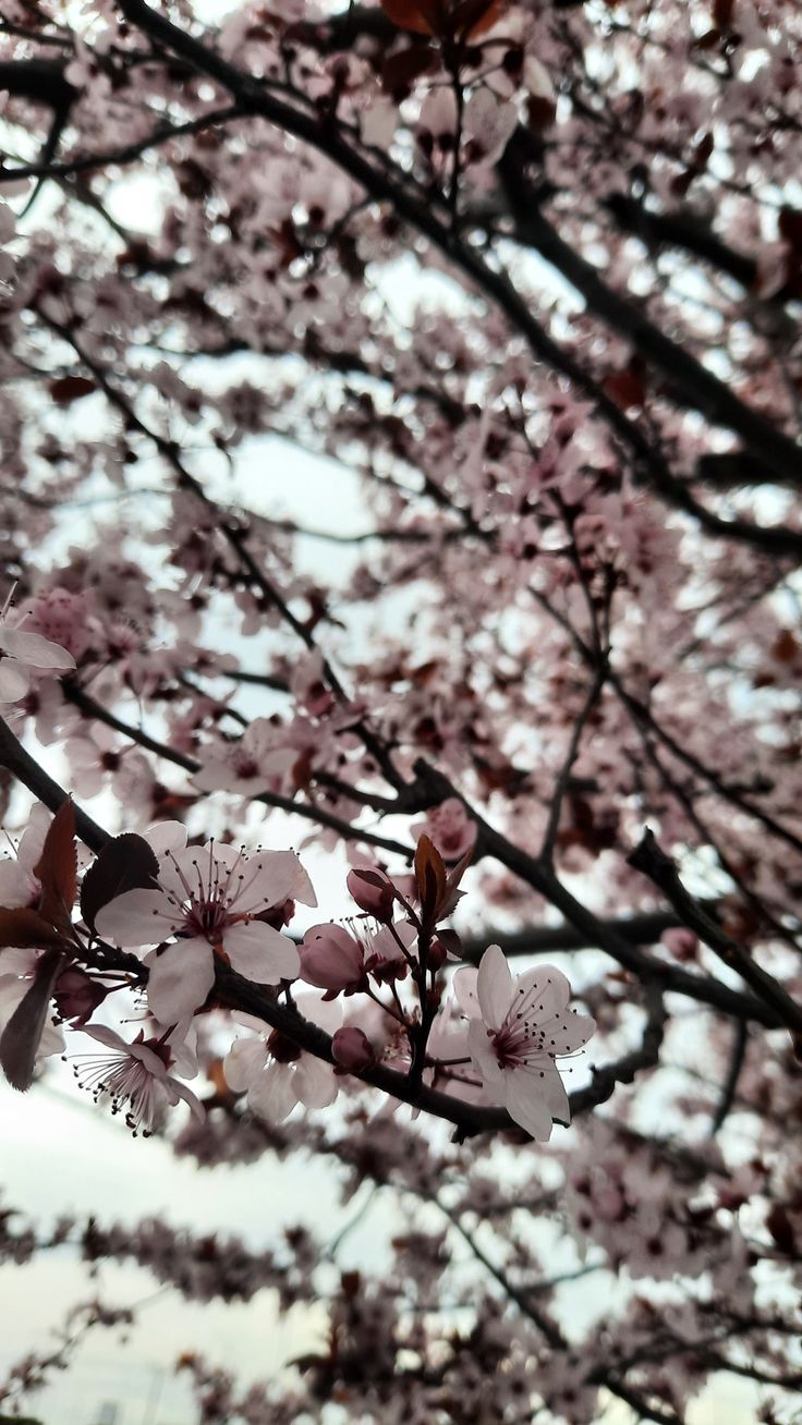 pink flowers are blooming on the branches of a tree in front of a cloudy sky