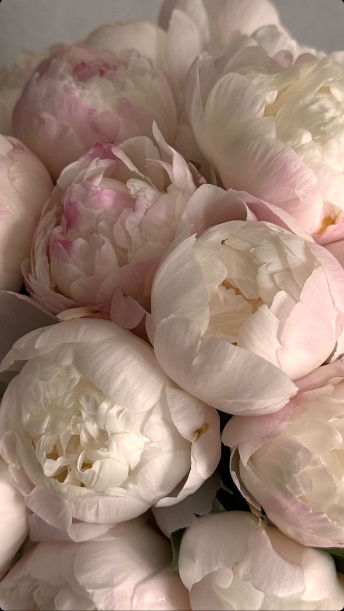 a bouquet of white and pink peonies