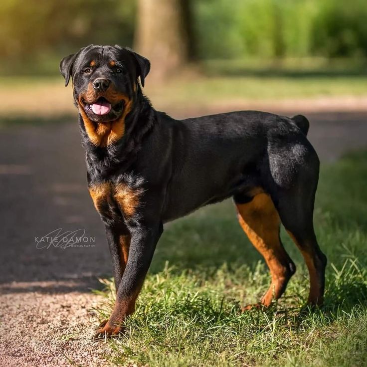 a black and brown dog standing on top of a grass covered field