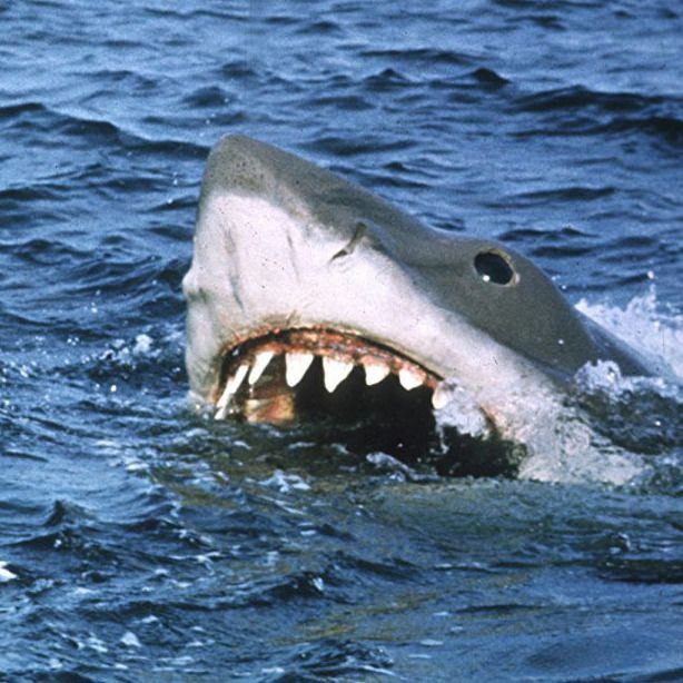 a shark with its mouth open in the water