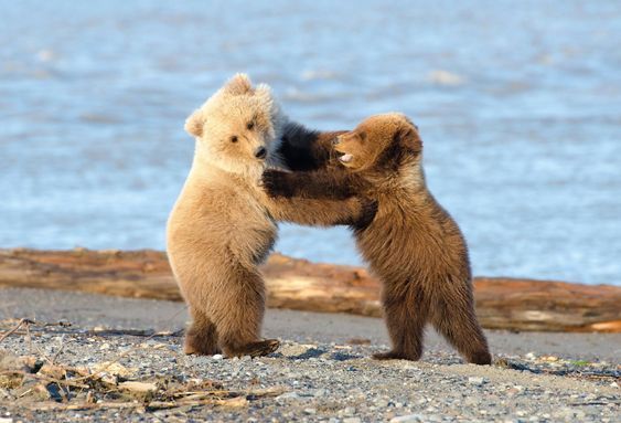 two brown bears playing with each other on the beach