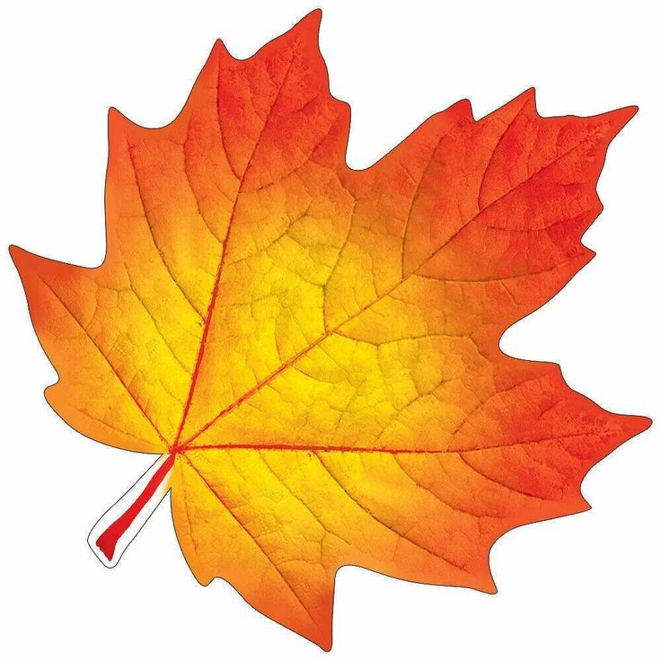 an orange and yellow leaf on a white background