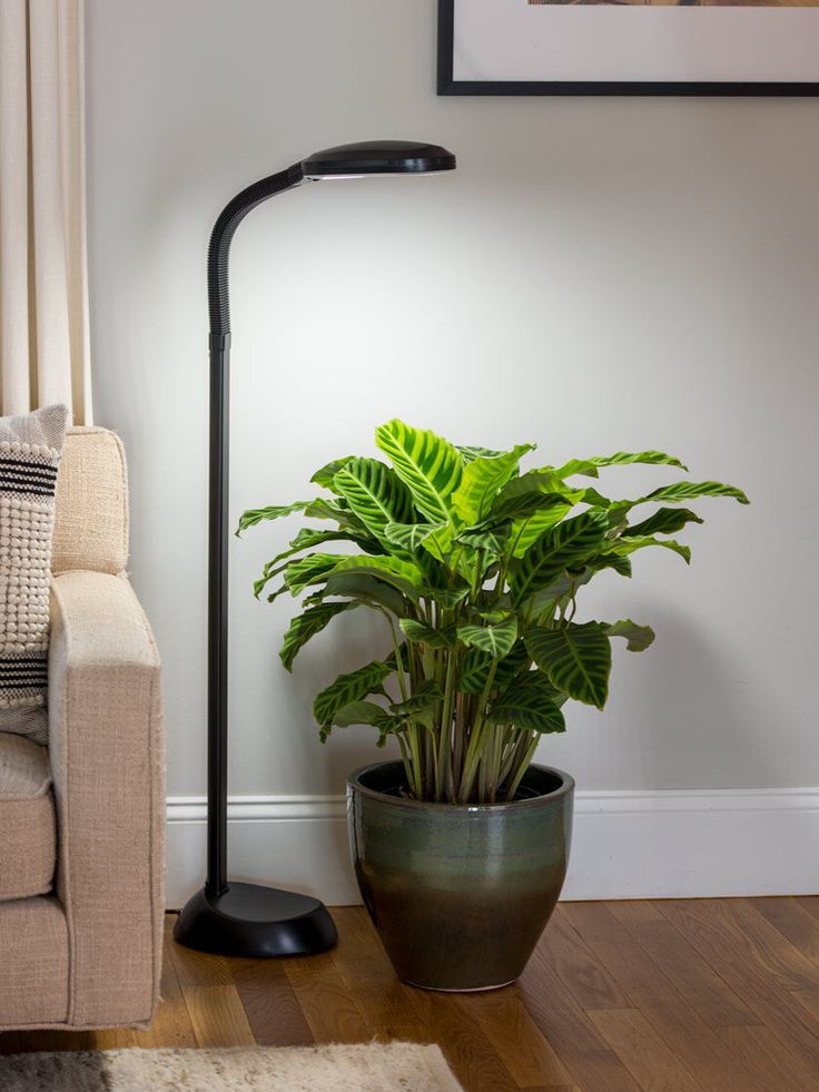 a potted plant sitting on top of a wooden floor next to a chair and window