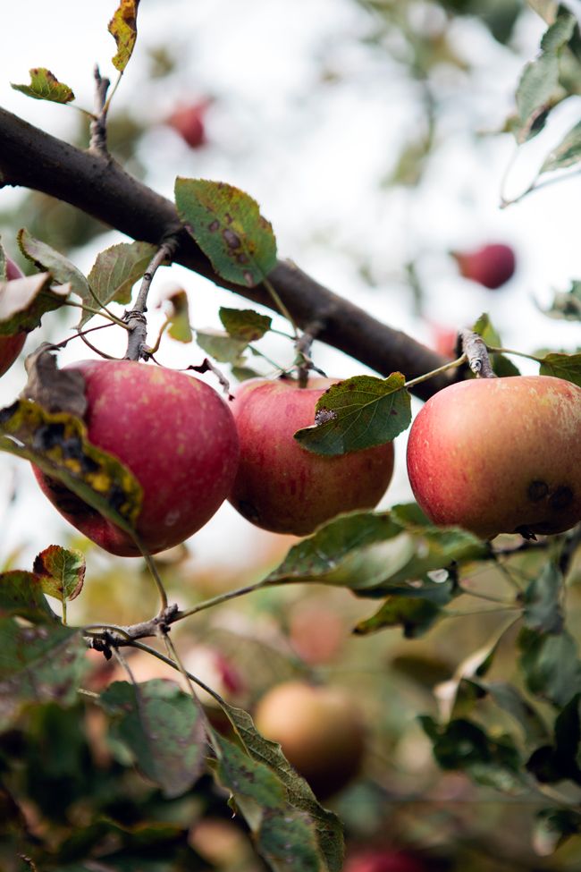 some apples are hanging from a tree branch