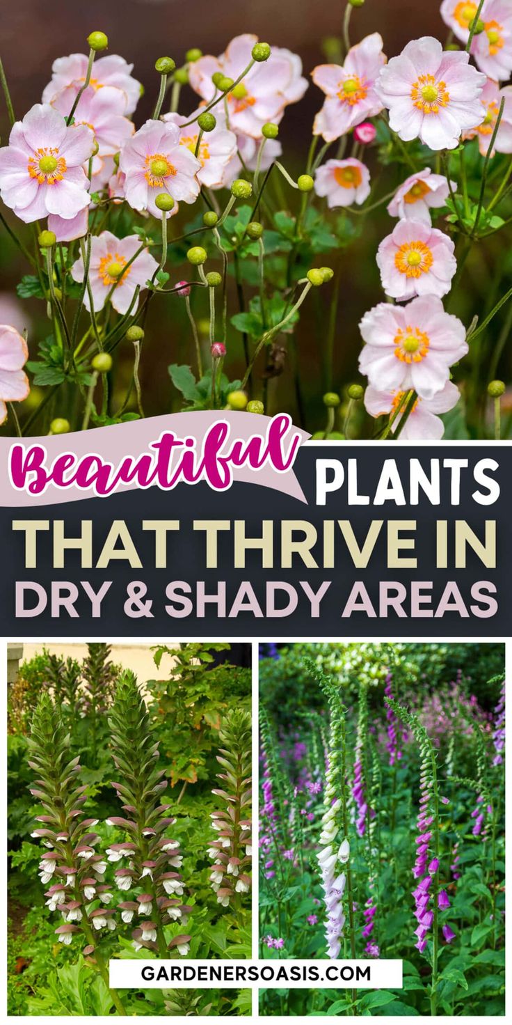 beautiful plants that thrve in dry and shady areas with text overlay reading beautiful plants that thrve in dry & shady areas