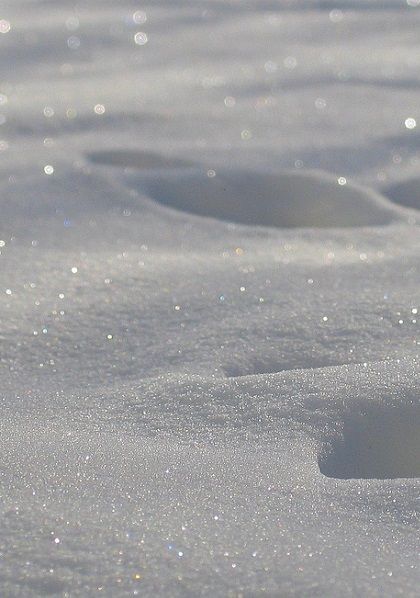 small bird standing in the snow looking for food