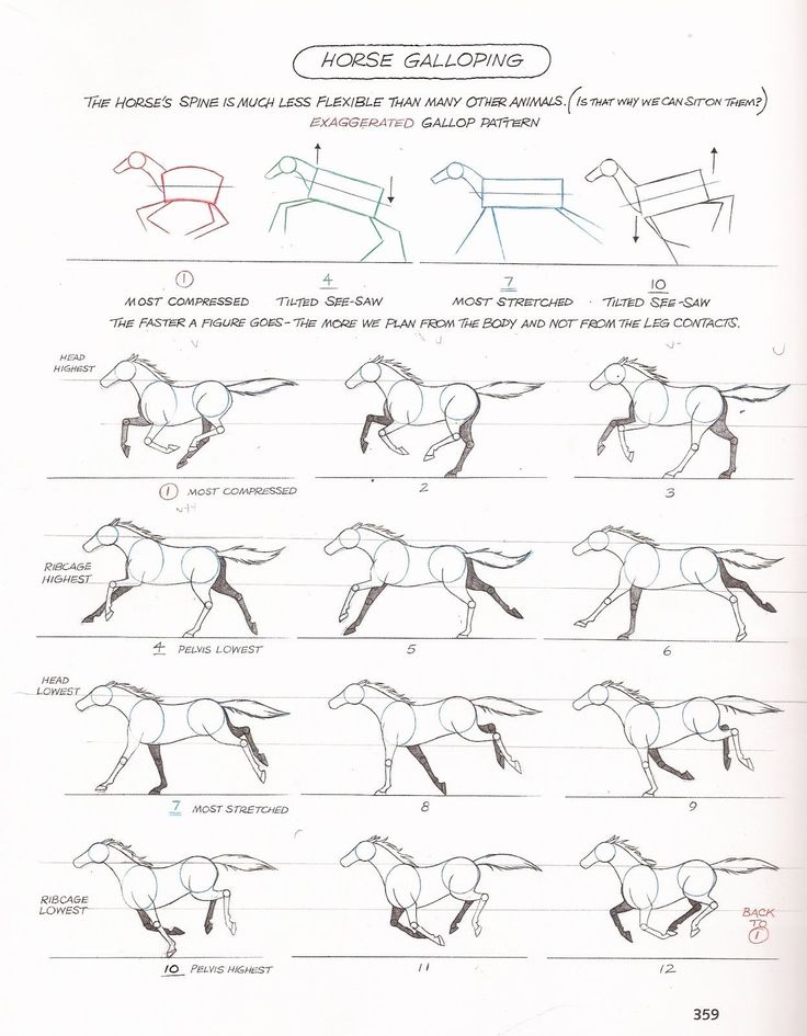 the instructions for how to draw a horse